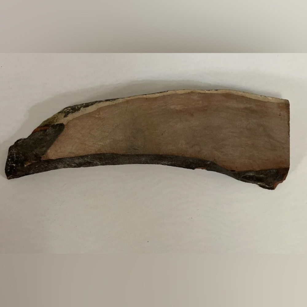 Small Polished Petrified Wood Full Slab w Bark 7 1/x 21/2” x 1/2” 10.3 oz.